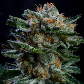 Gorilla Piña XXL Auto > BSF Seeds